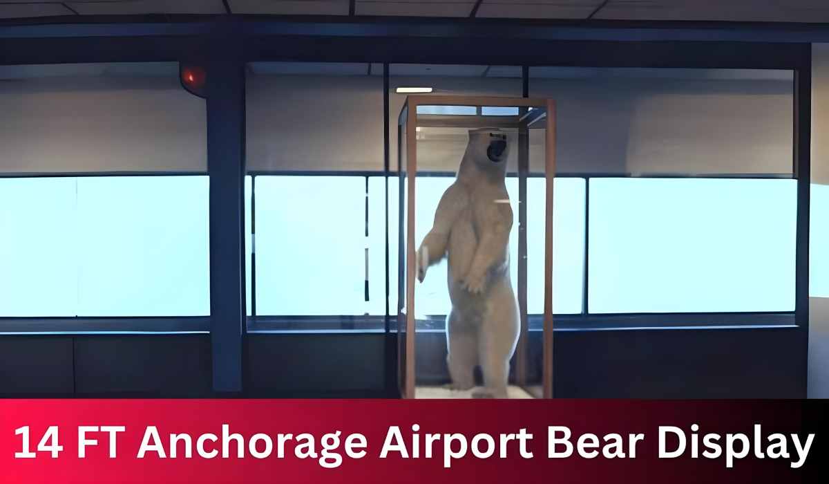 14 FT Anchorage Airport Bear Display: A Captivating Encounter