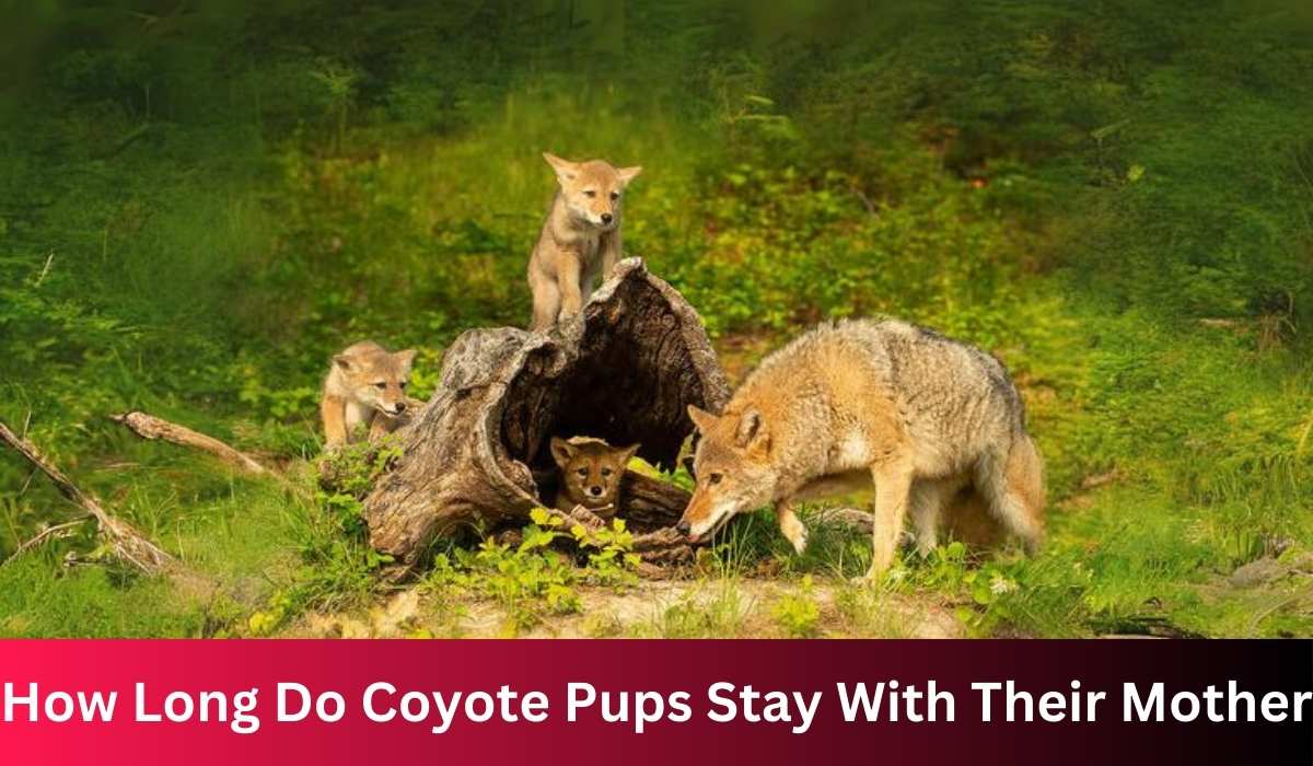 Understanding: How Long Do Coyote Pups Stay With Their Mother?