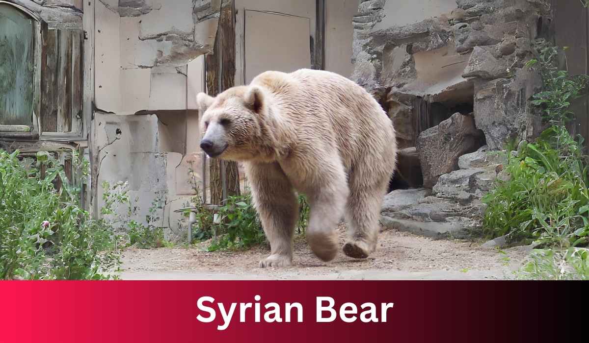 Syrian Bear: Enigma of the Middle East