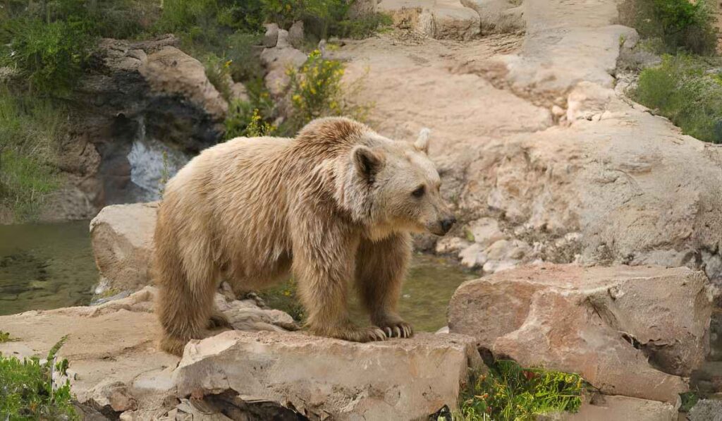 Lifespan and Behavior of Syrian Bears