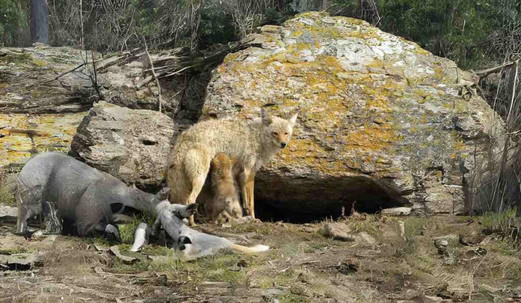 Locating Coyote Dens: Tips and Techniques for Field Observation