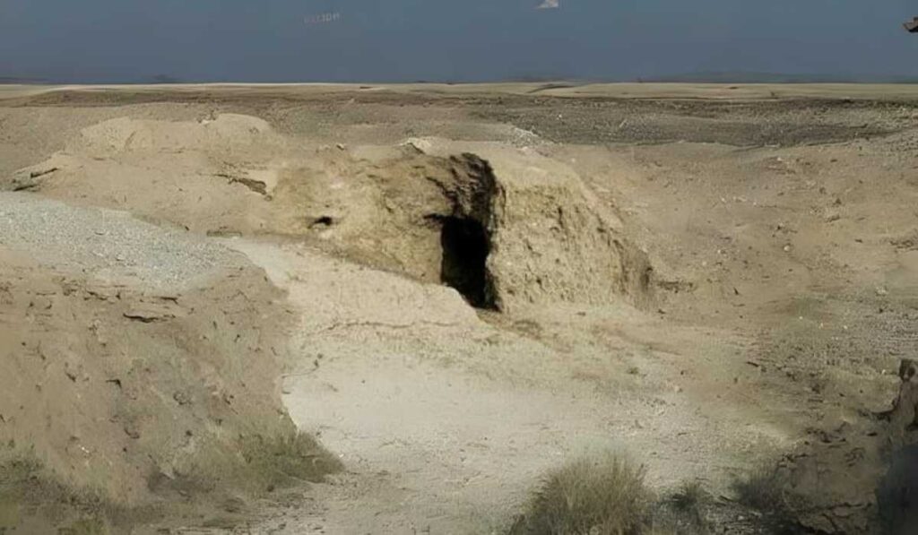 Physical Characteristics of a Coyote Den: Unveiling Nature's Architecture