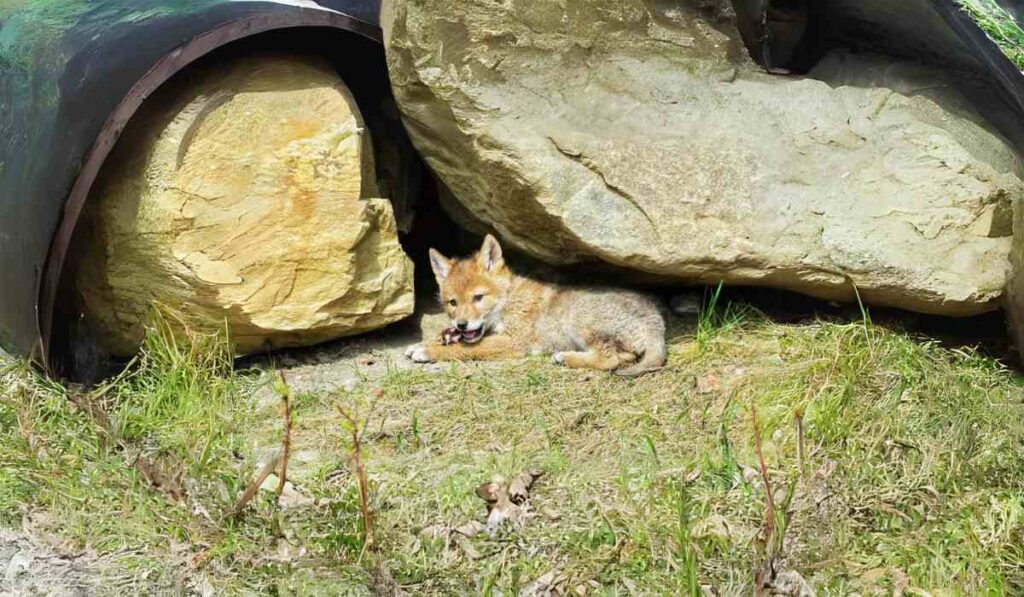 Preferred Habitats for Coyote Dens: Unraveling the Mysteries of Den Selection