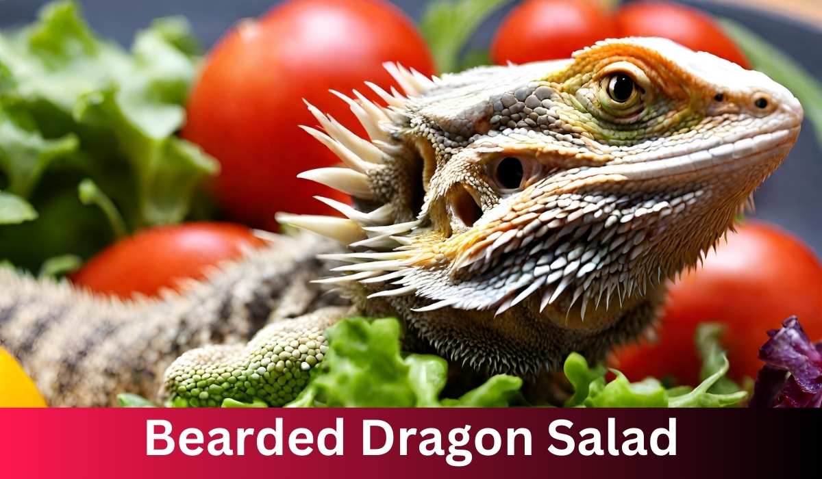 Unleashing the Power of Bearded Dragon Salads: A Comprehensive Guide