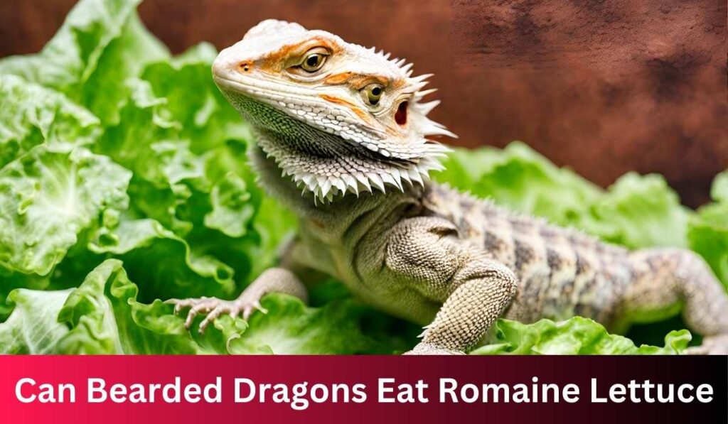 Can Bearded Dragons Eat Romaine Lettuce: A Comprehensive Exploration