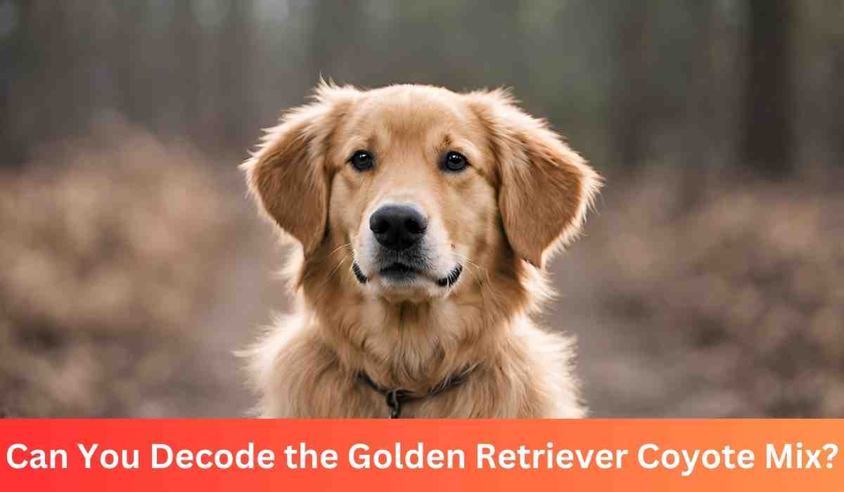 Can You Decode the Golden Retriever Coyote Mix?