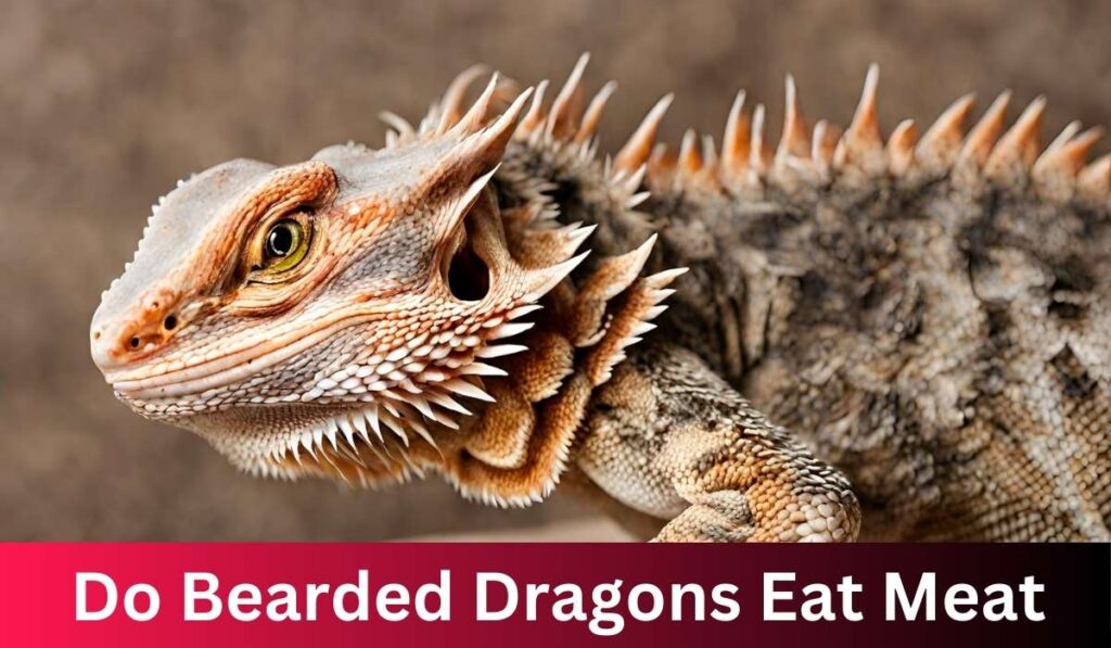 Do Bearded Dragons Eat Meat? A Comprehensive Guide